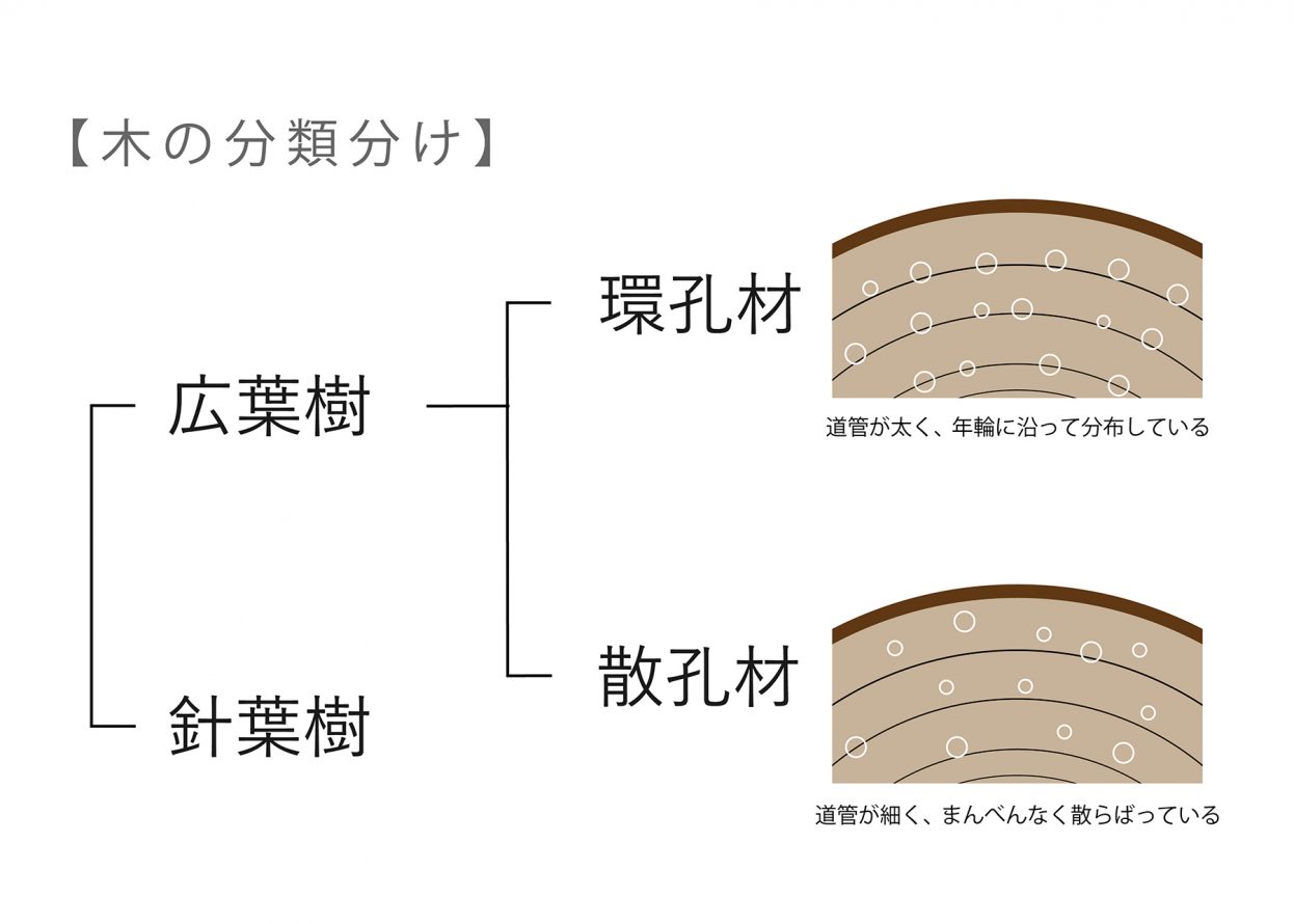 環孔材 散孔材　分類　解説図